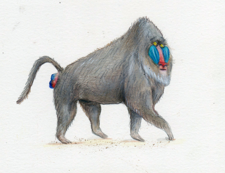 Baboon illustration